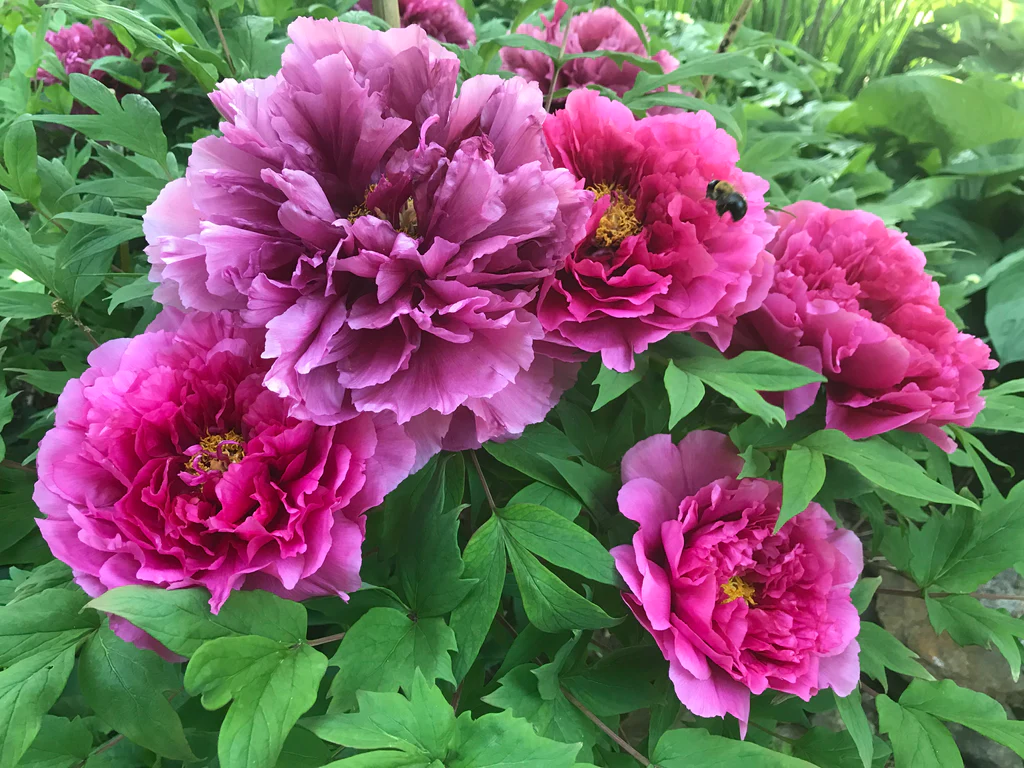 Itoh Peony Tasmania – Itoh Peony Tasmania